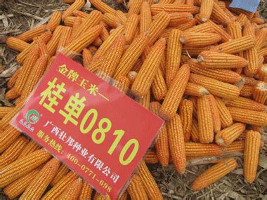 【玉米大数据】玉米种业的昨天、今天和明天_中国农业大数据