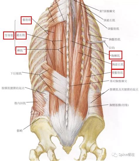 腰部图片