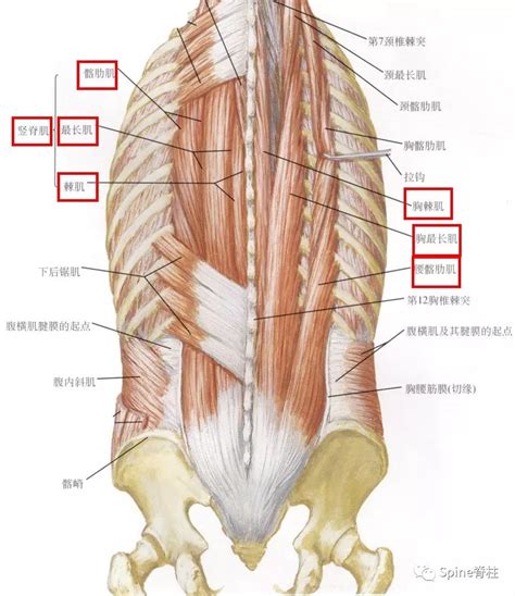 腰椎椎旁肌群，必须掌握的解剖知识！ - 好医术早读文章 - 好医术-赋能医生守护生命
