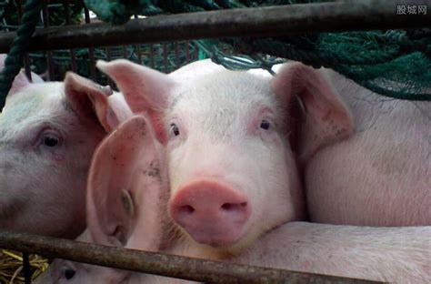 专家:预计2021年猪价向下走 2021年猪价行情分析预测_第一金融网