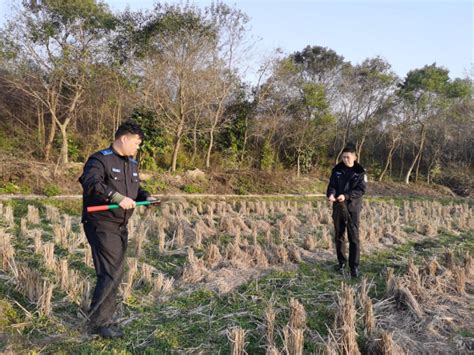 非法拉网捕鸟？当心落入“法网” - 佛冈县政府门户网站