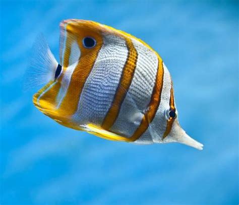 【热带鱼】【图】热带鱼品种大全 解析海洋生物名称由来_伊秀宠物|yxlady.com