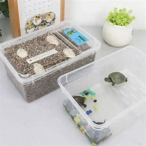 DIY乌龟卵孵化盒，安全可靠，观察生命诞生的每一个瞬间_养殖_卵黄_小孩子