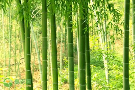 竹子有哪些用途-竹子的用途有哪些