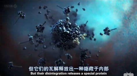 BBC纪录片丨《人体的奥妙（细胞暗战)》，新型冠状病毒是如何入侵的？_新民社会_新民网