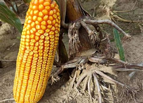 鄂科玉3号玉米种子特征特性，生育期108.1天 - 新三农