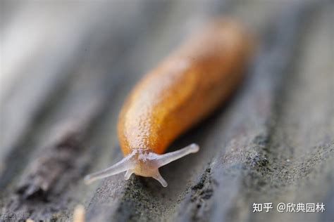 双线蛞蝓-樟树有害生物鉴定-图片