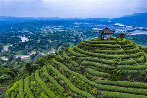 四川雅安：凝心聚力打造茶企“龙头” 融合发展促进乡村振兴 -中国旅游新闻网