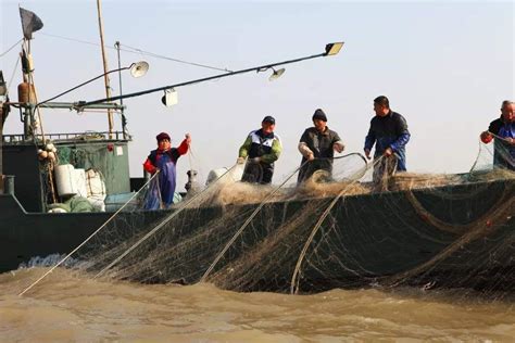 长江已“无鱼可吃”，以后还能有鱼吃吗？专家提议禁河10年|捕鱼|长江|鱼_新浪新闻