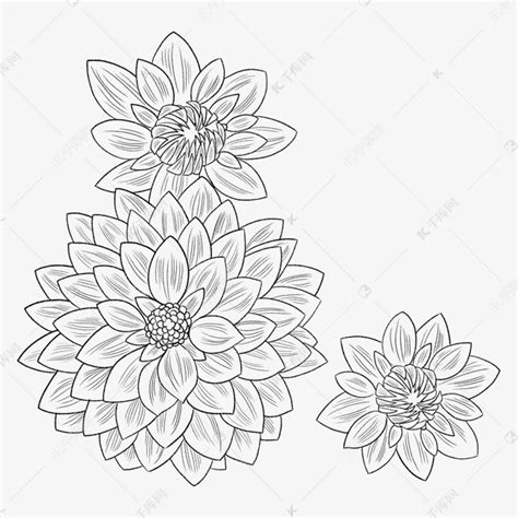 黑白线描手绘花朵素材图片免费下载-千库网