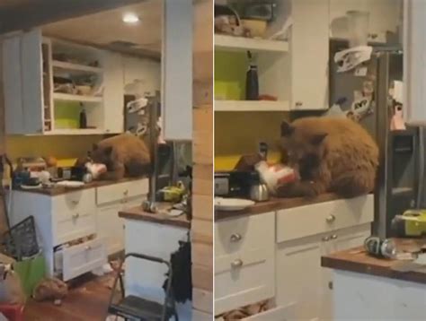 美国加州一只熊闯入居民家 趴橱柜上偷吃炸鸡