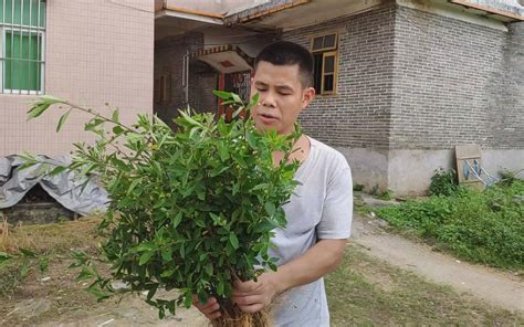 黄花稔图片