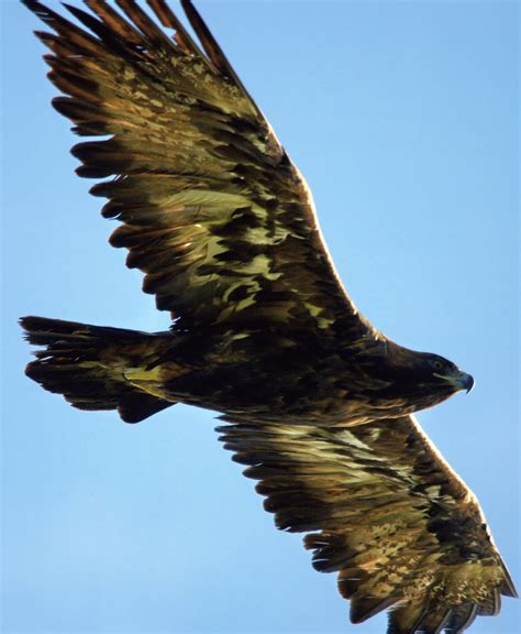 Golden Eagle Genome Sequenced – Focusing on Wildlife