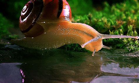 蜗牛有几个触角，蜗牛两对触角，有什么用|admin_人人点