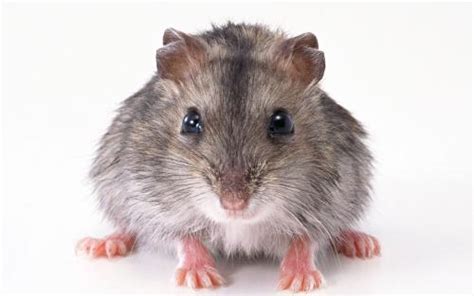 老鼠有多少种类,老鼠种类常见有哪三种,老鼠的种类_大山谷图库