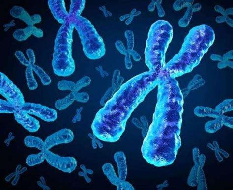 【染色体核型分析】【图】怎样进行染色体核型分析 三项分析技术告诉你(2)_伊秀健康|yxlady.com