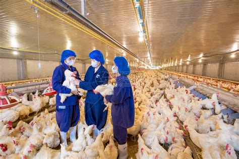 一对夫妻寻找两广养鸡场饲养员工作 - 养殖场用工对接 鸡病专业网论坛