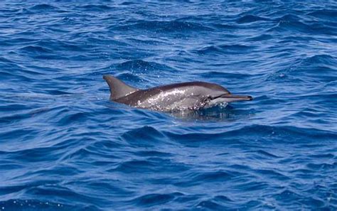 海豚是哺乳动物吗，主要分布在哪里 - 农敢网