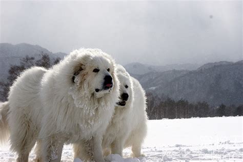 大白熊犬是什么狗（大白熊性格与特点介绍） - 胖萌舍宠物网