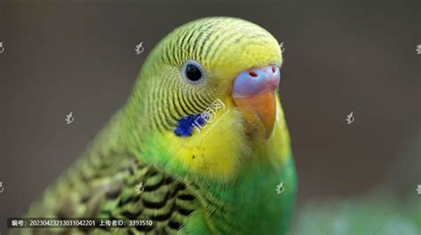 绿色虎皮鹦鹉,鸟类,动物摄影,摄影,汇图网www.huitu.com