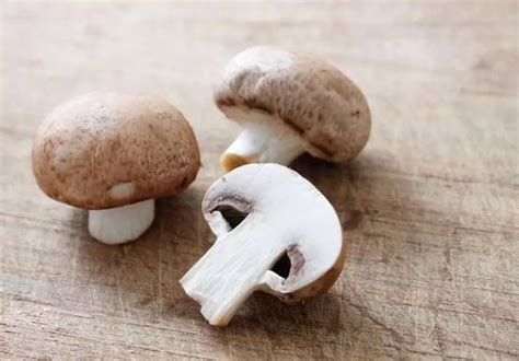 蘑菇记｜以科学的名义，鉴别各种常见食用菌 - 知乎