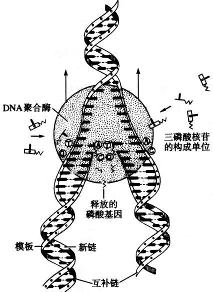 DNA分子结构-A_3840X2160_高清视频素材下载(编号:2789111)_实拍视频_VJ师网 www.vjshi.com