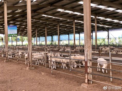 梨园乡汇源肉羊养殖产业扶贫项目