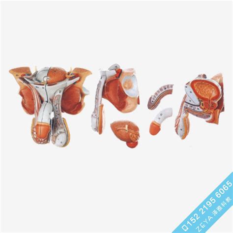男性生殖器官结构模型A15102 - 人体解剖-生殖系统系列 - 上海佳悦科教设备发展有限公司