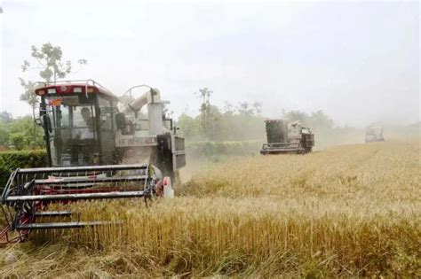 河南遭遇近10年最严重“烂场雨”，小麦抢收情况如何_北京日报网