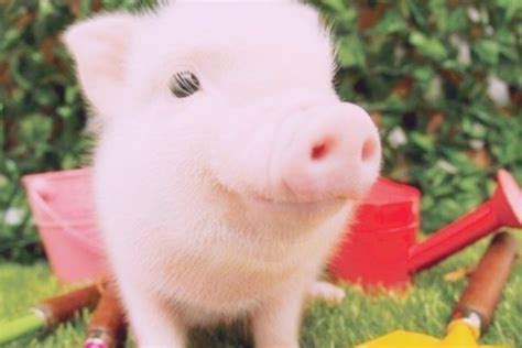 2019猪年12月18号出生的男宝宝古风名字取名大全-周易起名-国学梦