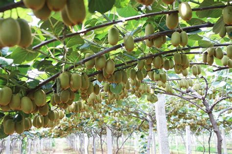 红心猕猴桃高产栽培技术-种植技术-中国花木网
