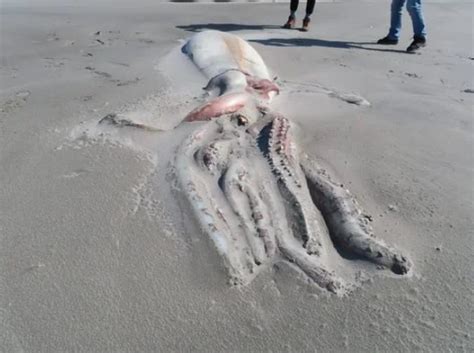 新西兰海滩惊现神秘巨型深海生物尸体 系大王乌贼？_军事频道_中华网