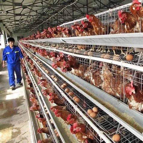 中国养鸡场行业竞争态势研究与投资战略调研报告（2022-2029年）_观研报告网