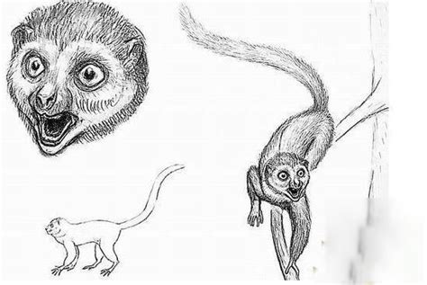 《民间怪谈水猴子》传说中的水猴子，终究现身，长相酷似人类，究竟是何人在作怪？