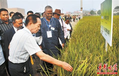 袁隆平团队在迪拜沙漠种出水稻，这一次，中国输出的是技术!--新盛唐集团