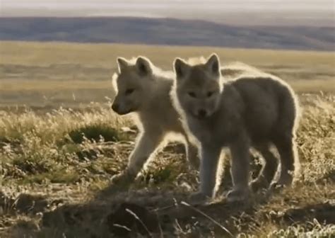 母狼发现3只狼崽走失，忍饥寻了3天3夜，跑了100多公里才找回_幼崽
