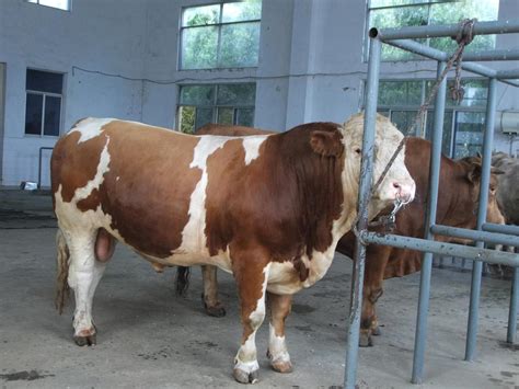 纯种鲁西黄牛 纯种西门塔尔牛 500斤牛犊价格 山东济宁-食品商务网