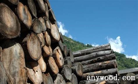 做木材进口生意需要规避哪些风险？【批木网】 - 木业头条 - 批木网
