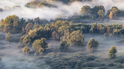 雾蒙蒙的早晨,山谷中的松树林,新鲜的绿色的空气.高清摄影大图-千库网