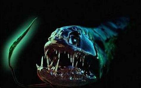 26种最神秘诡异的海底生物，恐怖如科幻片里的怪物（图片）