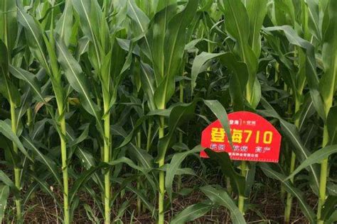 登海710玉米品种简介-农百科