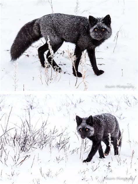 白狐狸和黑狐狸,白狐和黑狐哪个道行高,梦到黑狐狸和白狐狸_大山谷图库