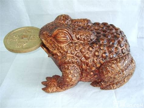 活金蟾图片