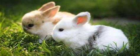 兔子寓意什么意思 兔子的寓意介绍_知秀网