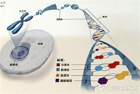 细胞核、染色体、DNA、基因、性状之间的关系．