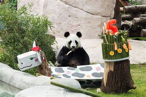 增进中俄友谊！大熊猫“如意”和“丁丁”落户莫斯科