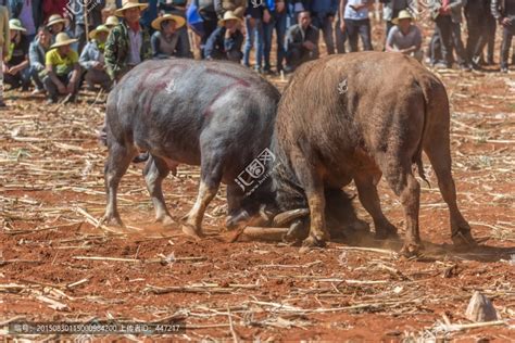 “牛王争霸赛”将引爆全世界石林县彝族撒尼人斗牛传统文化已有近千|胸围|斗牛|争霸赛_新浪新闻