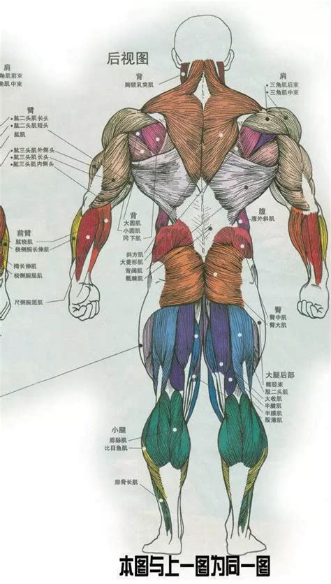 3D人体解剖示意图-人体解剖图,_医学图库