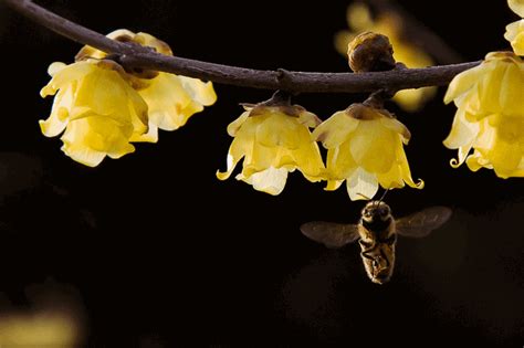 收集有关蜜蜂采蜜的诗句越小众越欢喜? - 知乎