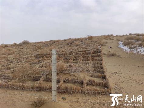 “十三五”新疆完成造林近1500万亩-天山网 - 新疆新闻门户